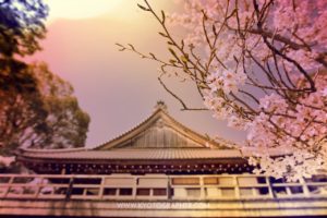 Kyoto Cherry Blossoms