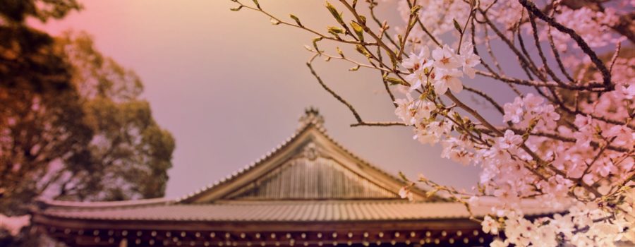 Kyoto Cherry Blossoms