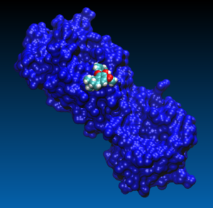 Molecule binding to COVID-19